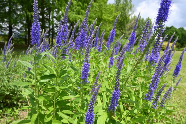hanahakkei_velonica_260513_01