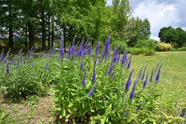 hanahakkei_velonica_260513_02