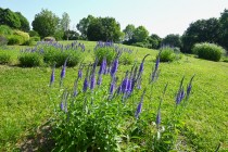 hanahakkei_velonica_260520_02