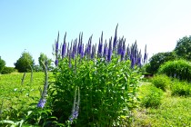 hanahakkei_veronica_230511_02