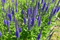 hanahakkei_veronica_230511_03