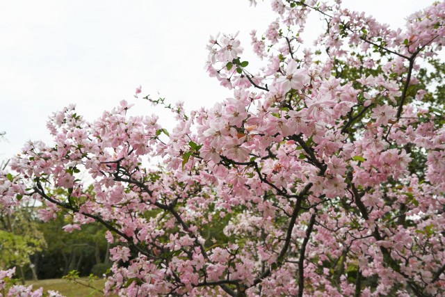 hanakaido_230405_01