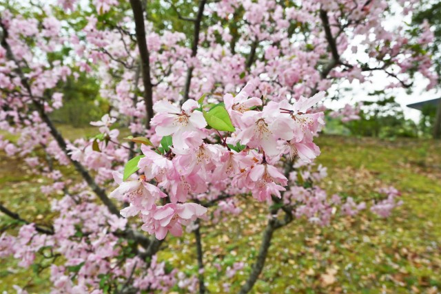 hanakaido_230405_02