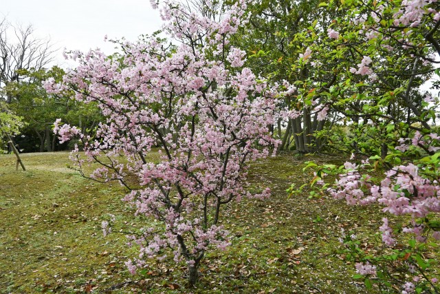 hanakaido_230405_03