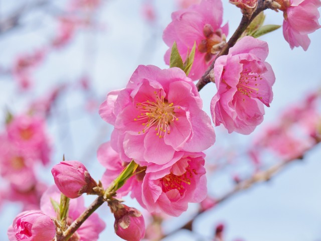ハナモモ：2026年更新終了 | 万博記念公園