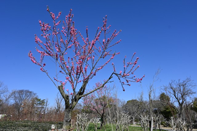 hanamomo_230315_02