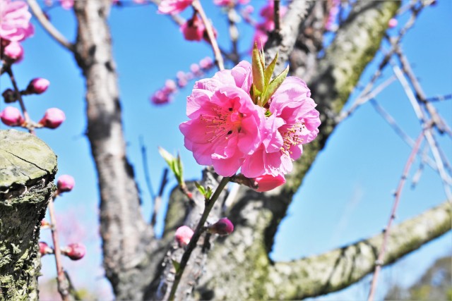 hanamomo_230315_03