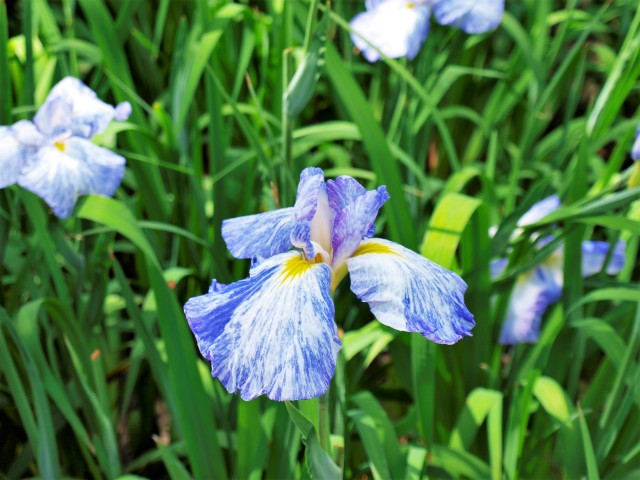 ハナショウブ 年 更新終了しました 万博記念公園