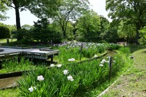 hanasyobu_250604_02