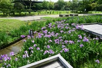 hanasyobu_250604_03