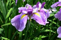 hanasyobu_250604_04