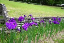 hanasyobu_250521_04