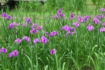 hanasyobu_250521_06