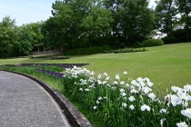 hanasyobu_250527_02