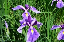 hanasyobu_250527_03
