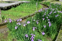 hanasyobu_250527_04