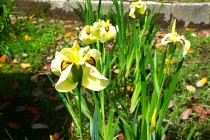 hanasyobu_250527_05