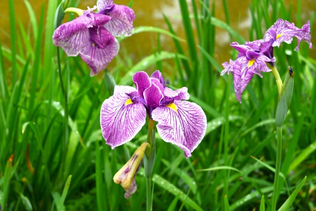 hanasyobu_250611_01
