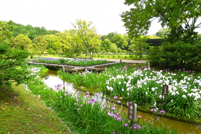 hanasyobu_250611_02