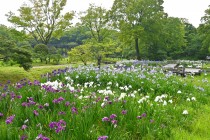 hanasyobu_250611_03