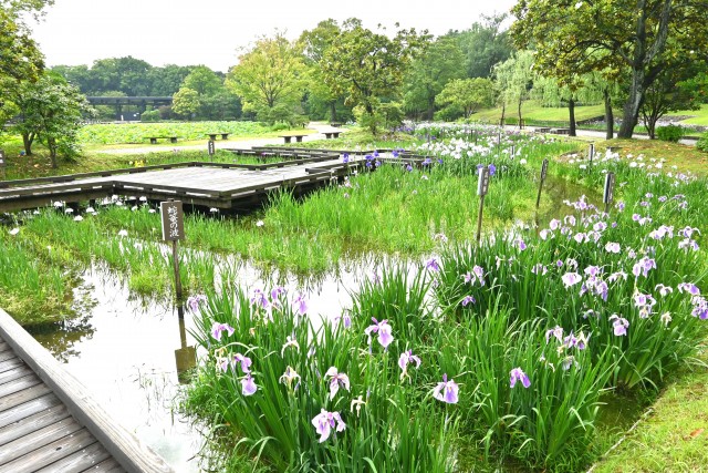 hanasyobu_250611_05