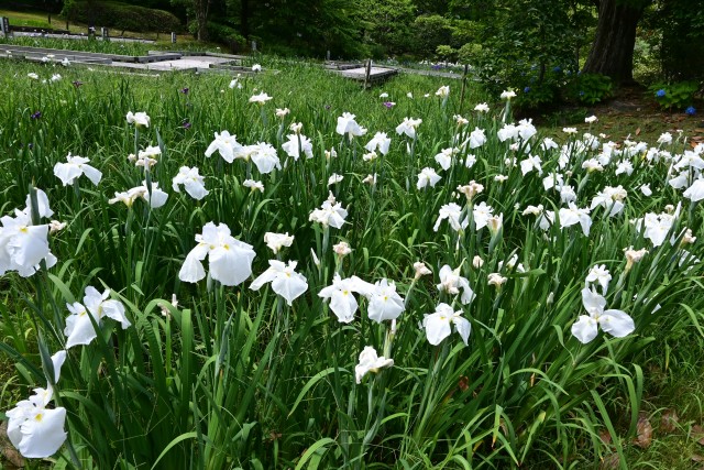 hanasyobu_250618_01