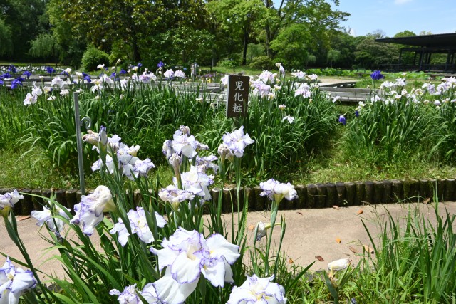 hanasyobu_250618_03