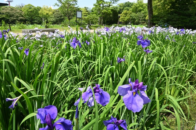 hanasyobu_250618_04