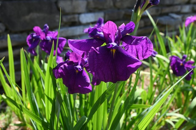 hanasyobu_260520_01