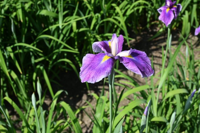 hanasyobu_260520_02