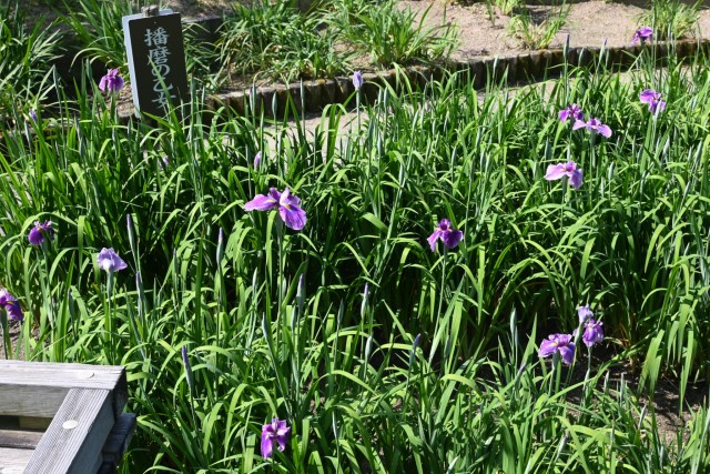 hanasyobu_260520_04