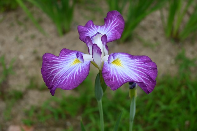 hanasyobu_260527_01