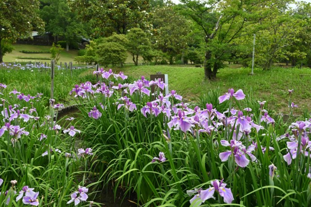 hanasyobu_260527_02