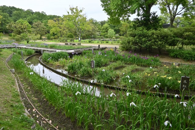 hanasyobu_260527_03