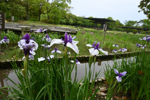 hanasyobu_260527_04