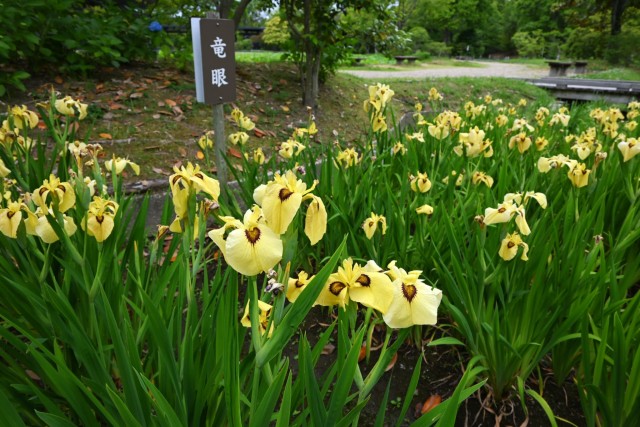 hanasyobu_260527_06
