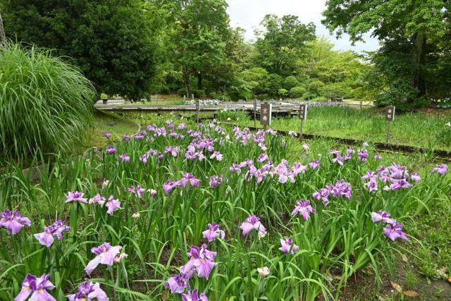 hanasyobu_260603_05