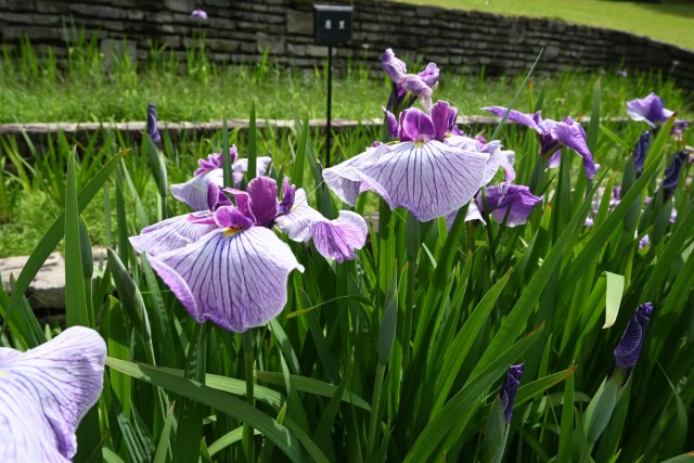 hanasyobu_260608_03