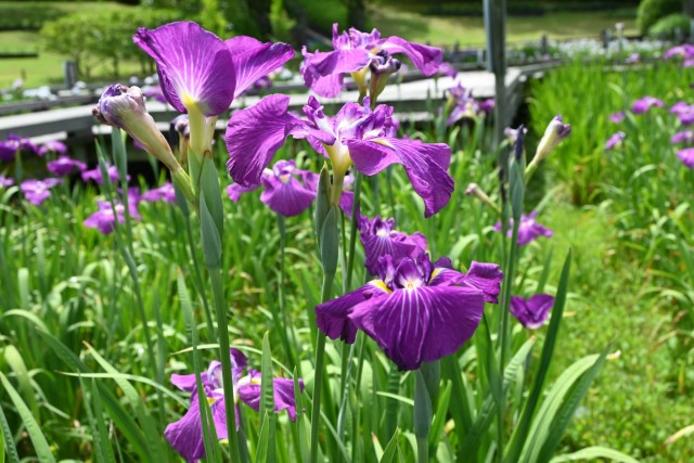 hanasyobu_260608_05