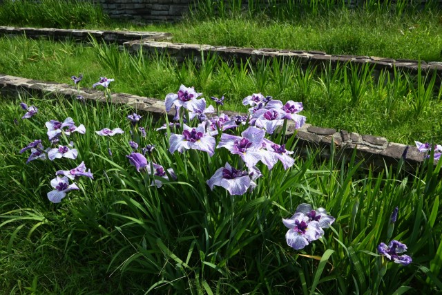 hanasyobu_260611_03