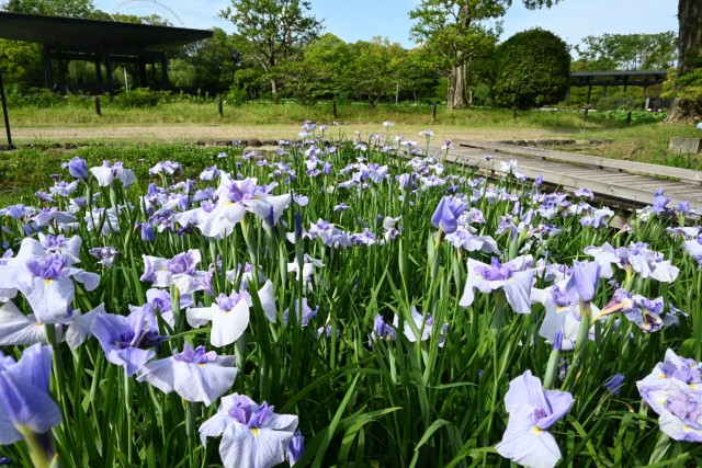 hanasyobu_260611_04