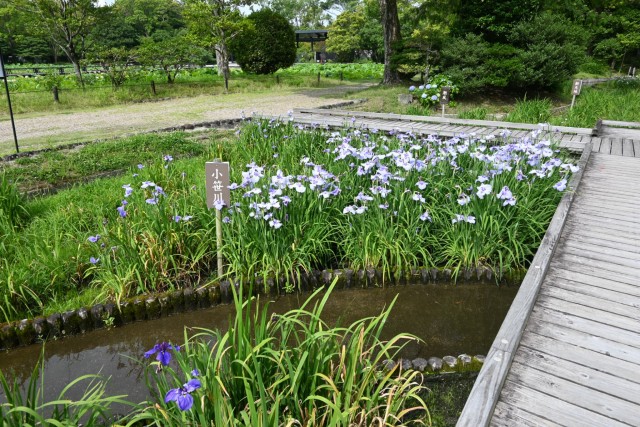 hanasyobu_260619_02