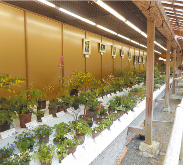 haruno_yamanogusaten_2021