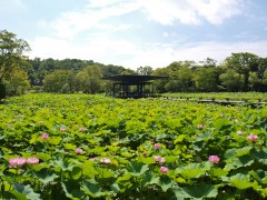 はす池