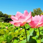 hasu_200623_061