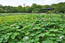 hasu_220706_06
