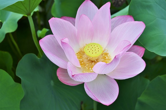 蓮*lotus flower様 専用です ciavento.com.br