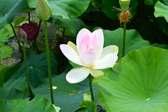 hasu_230628_03