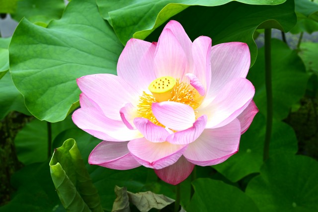 hasu_230705_06