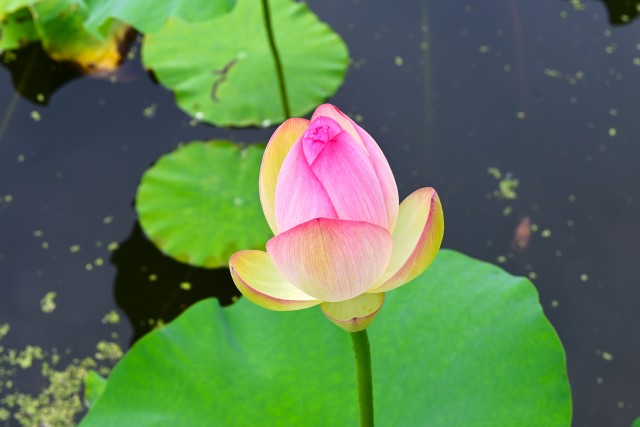 hasu_230712_07